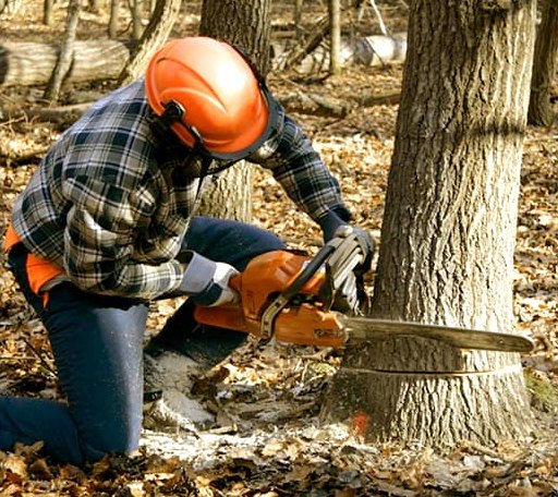 Tree Removal in Pawnee Rock, KS